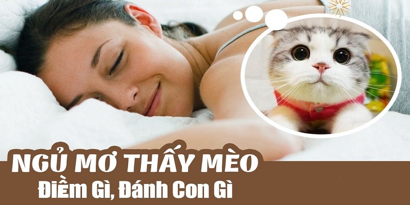 Bộ số đại diện khi mơ thấy mèo