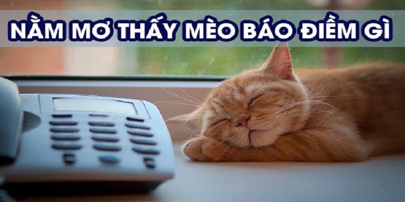 Luận giải chi tiết trường hợp mơ thấy mèo