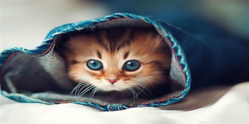 Luận giải giấc mộng thấy mèo tam thể