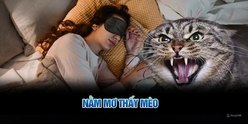 mơ thấy mèo
